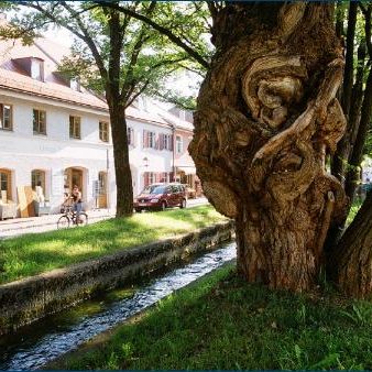 Alte, knorrige Baumrinde neben einem ruhigen Bach und historischen Gebäuden.